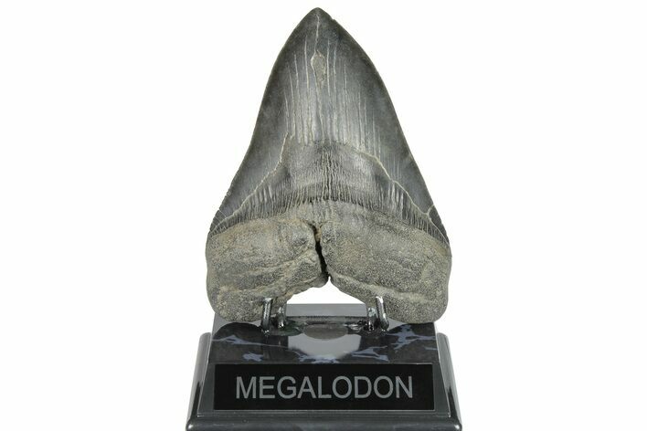 Huge, 5.65" Fossil Megalodon Tooth - South Carolina